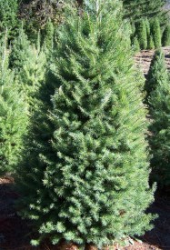 Douglas Fir