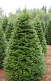 Grand Fir
