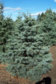White Fir